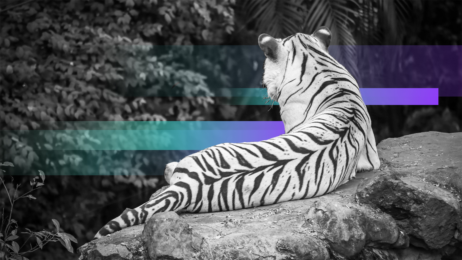 Catch a tiger by the tail: Strengthen your IT backbone with Technology Portfolio Management